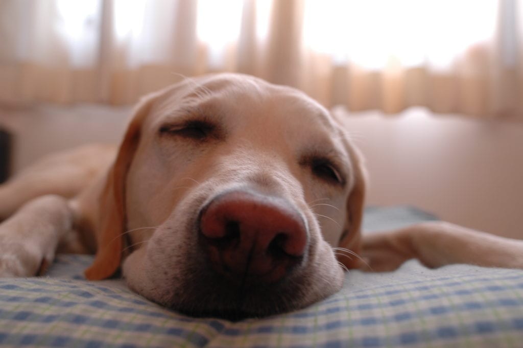 dog sleeping in hotel